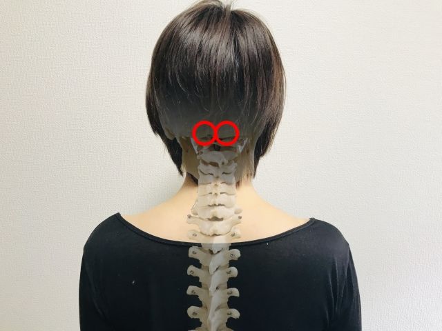後頭部.jpg